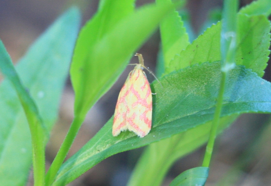 Hypercallia citrinalis - pirossávos díszmoly