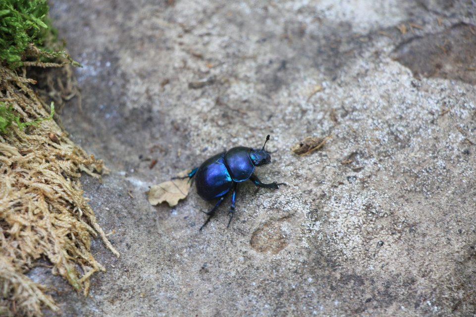 Trypocopris vernalis - tavaszi álganéjtúró