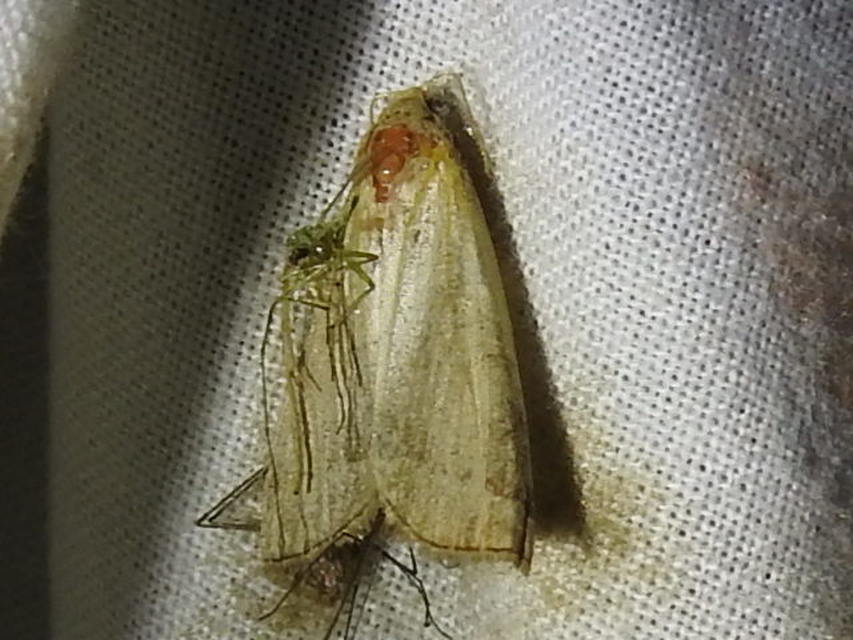 Herminia tarsicrinalis - szőröslábú karcsúbagoly