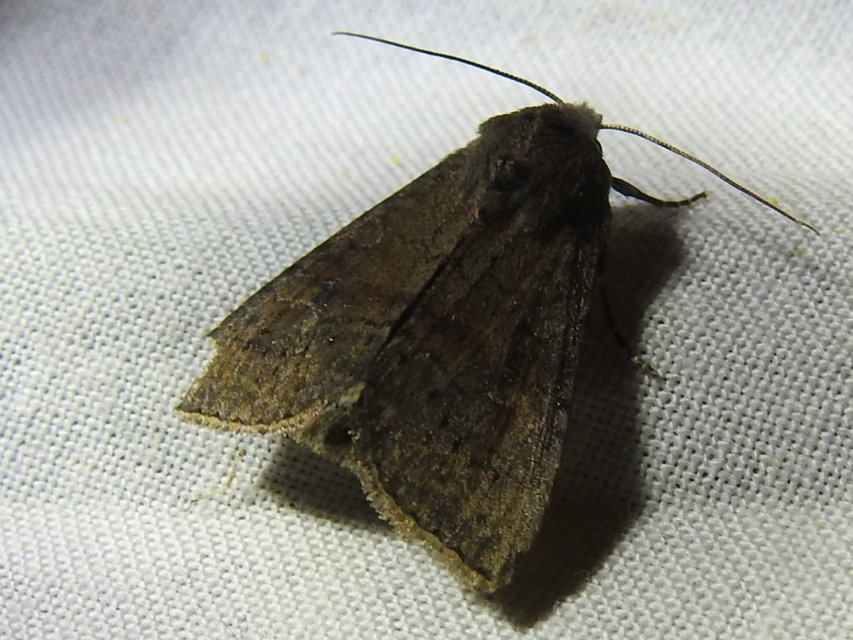 Parastichtis suspecta - sötét erdeibagoly