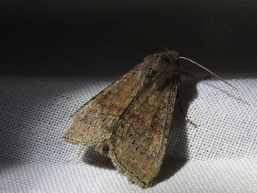 Parastichtis suspecta - sötét erdeibagoly