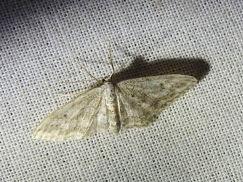 Idaea seriata - szürke apróaraszoló