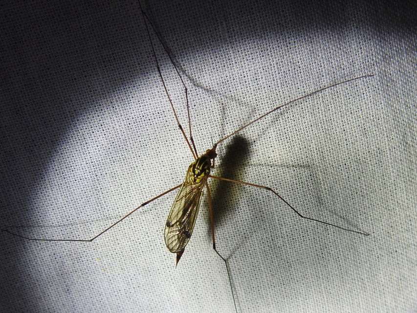 Nephrotoma