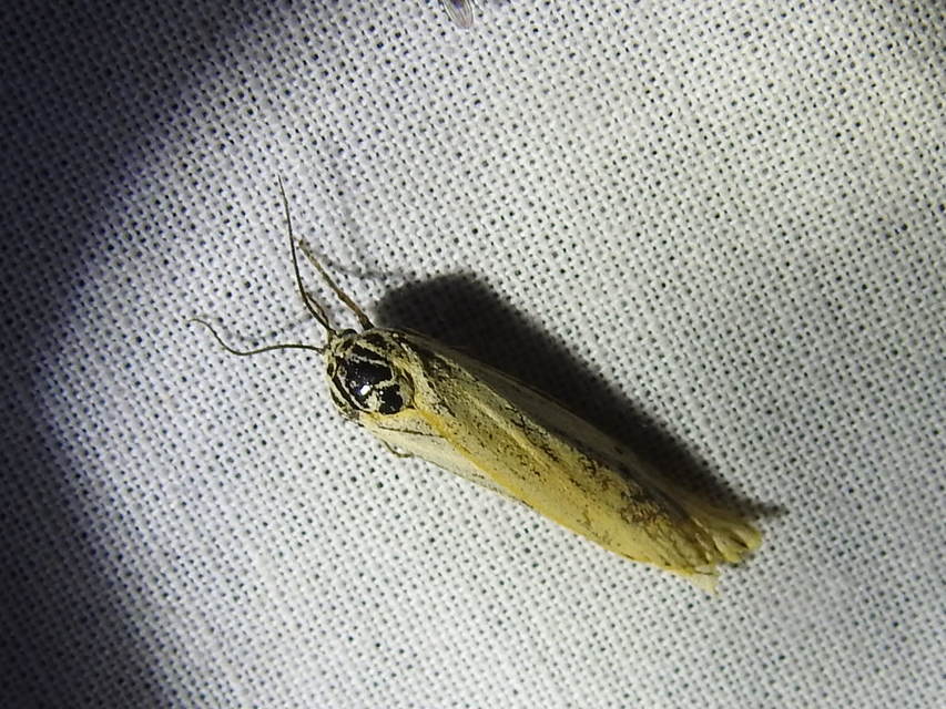 Spiris striata - csíkos molyszövő