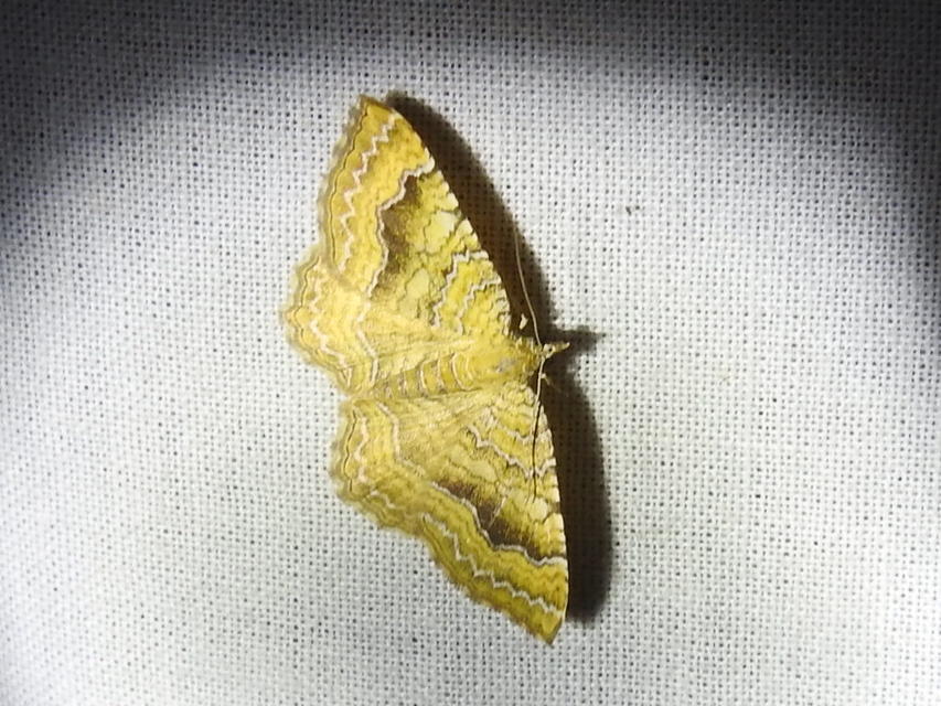 Camptogramma bilineata - kétvonalas sávosaraszoló