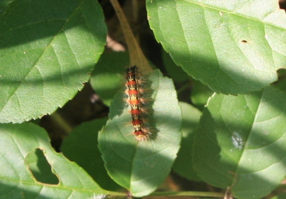 Lymantria dispar - gyapjaslepke