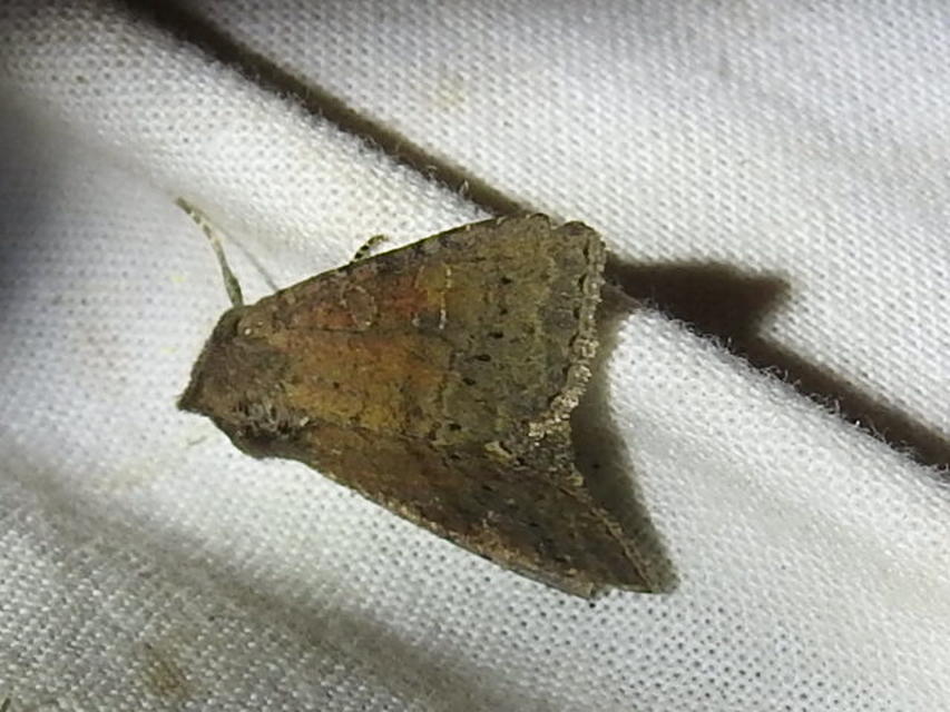 Parastichtis suspecta - sötét erdeibagoly