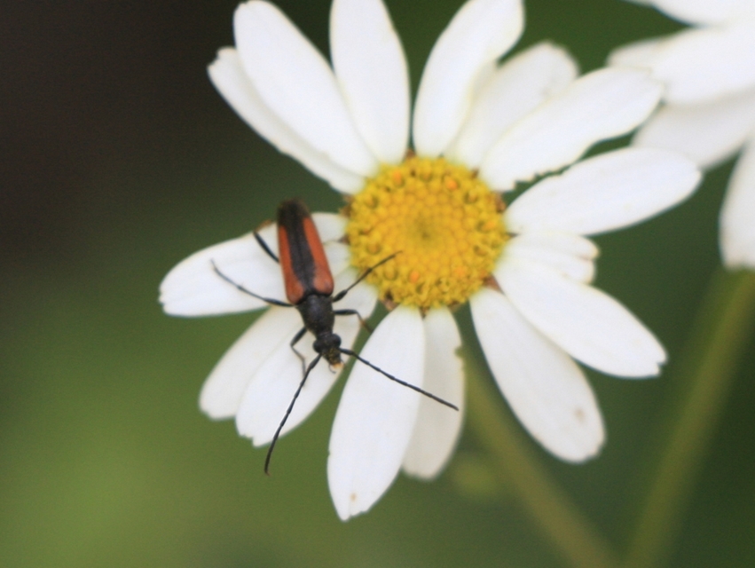 Stenurella melanura - feketevégű karcsúcincér