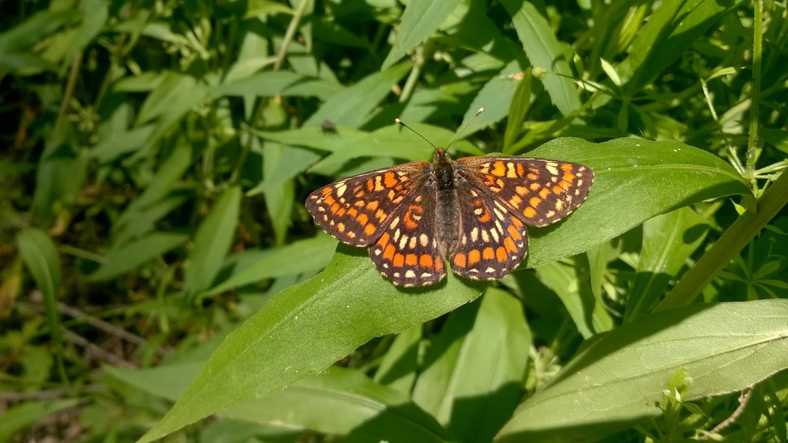 Euphydryas maturna - díszes tarkalepke
