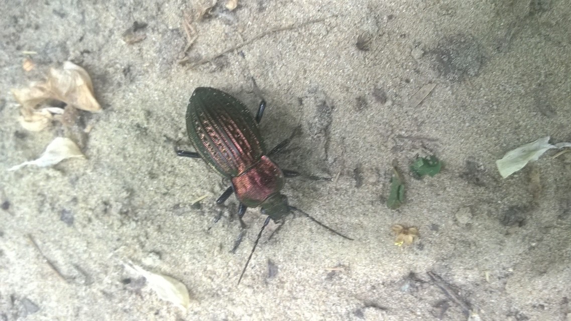 Carabus ulrichii - rezes futrinka