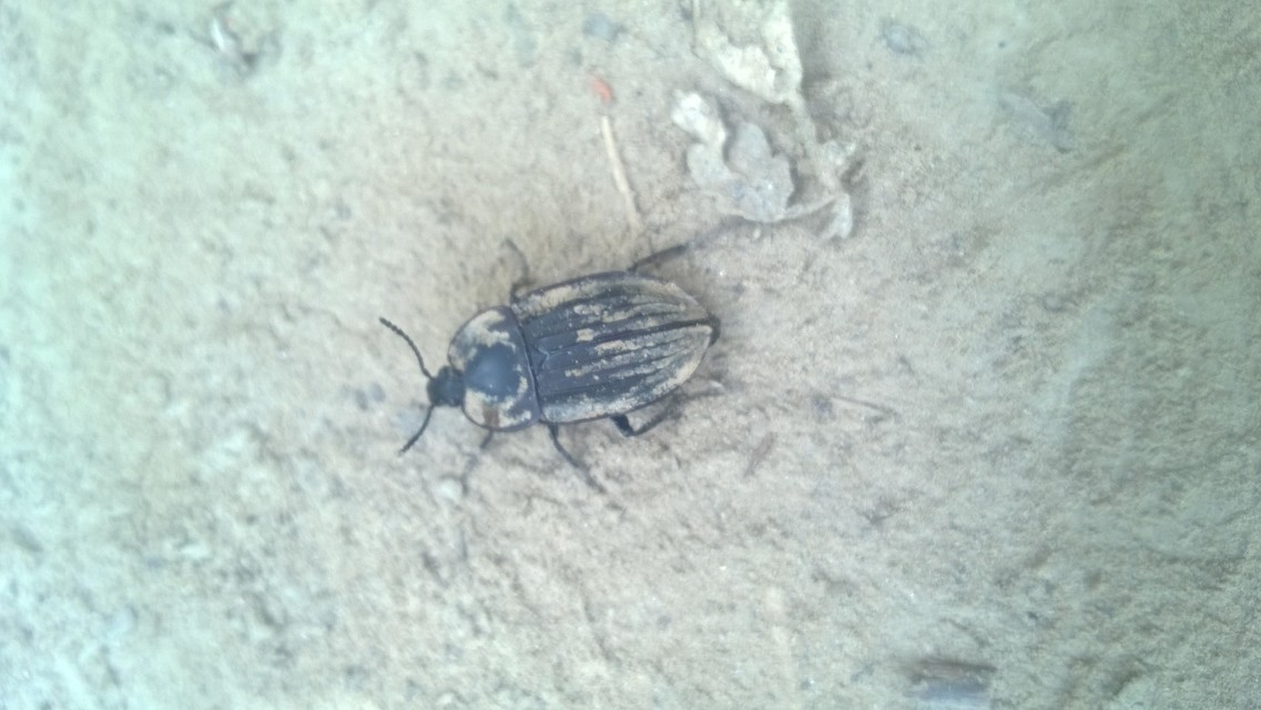 Silpha carinata - karimás dögbogár