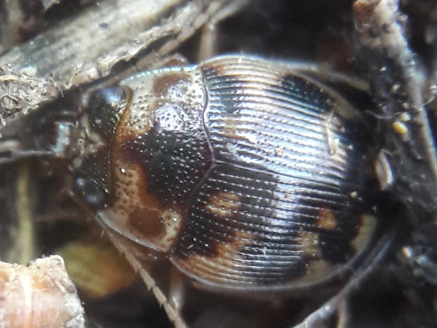 Omophron limbatum - gömböcfutó