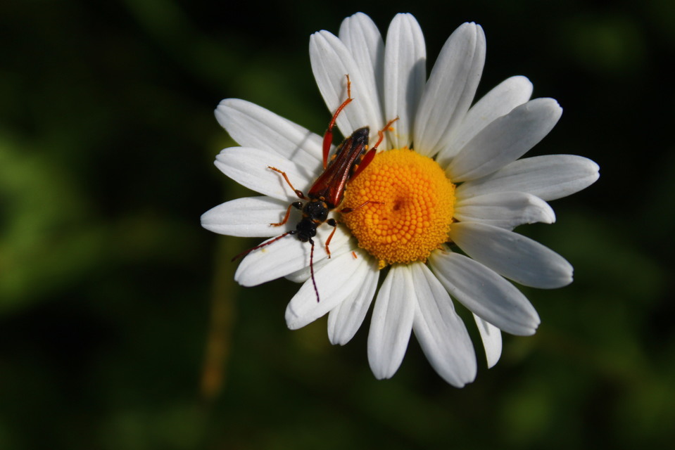 Stenopterus rufus - tarkacsápú keskenyfedőscincér