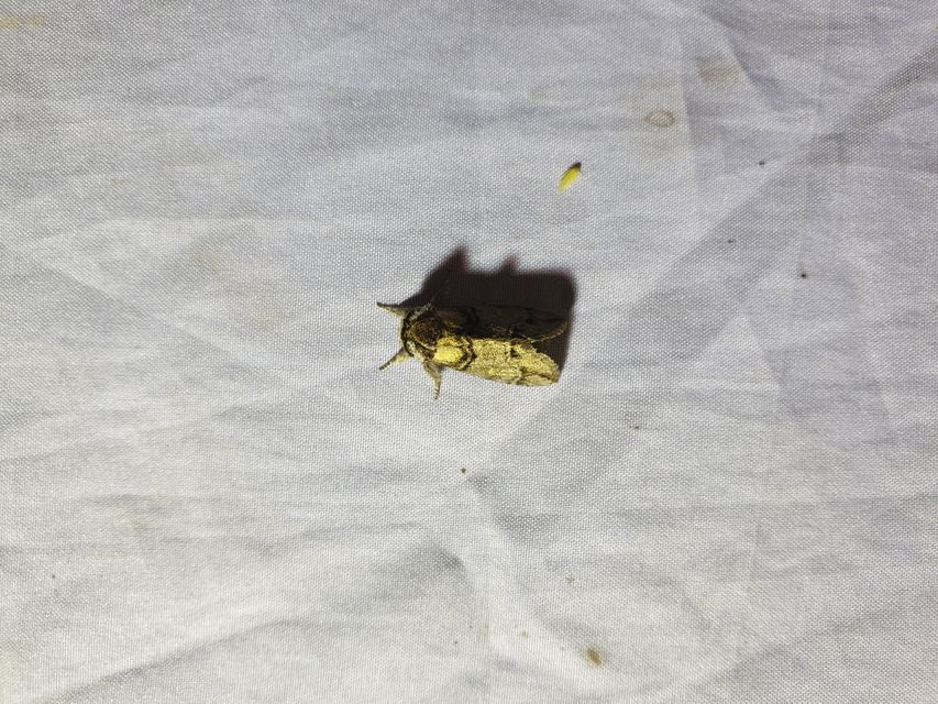 Drymonia velitaris - hegyi púposszövő
