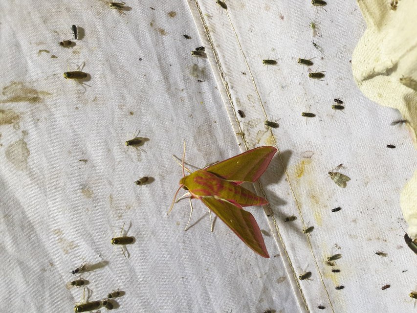 Deilephila elpenor - szőlőszender