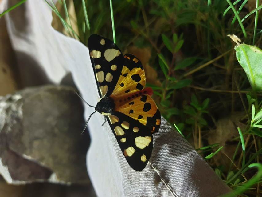 Arctia villica - fekete medvelepke