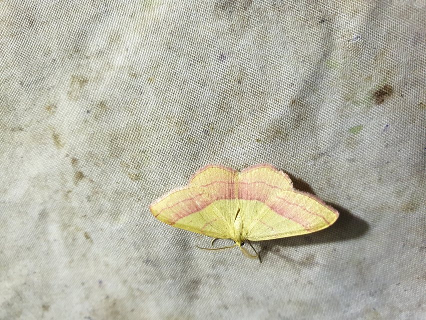Rhodostrophia vibicaria - pirosszélű araszoló