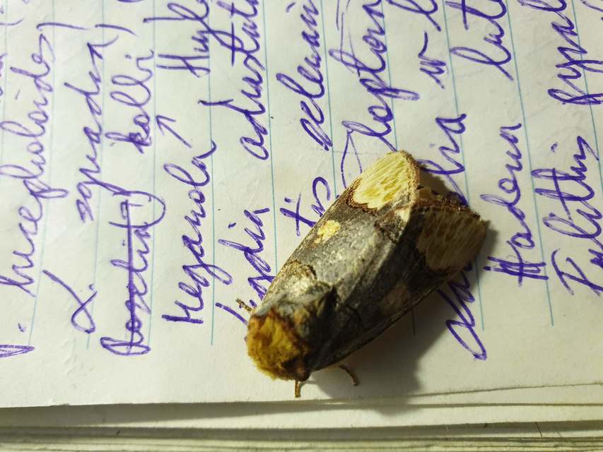 Phalera bucephaloides - magyar púposszövő