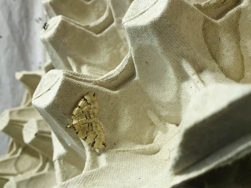 Colostygia pectinataria - zöld levélaraszoló
