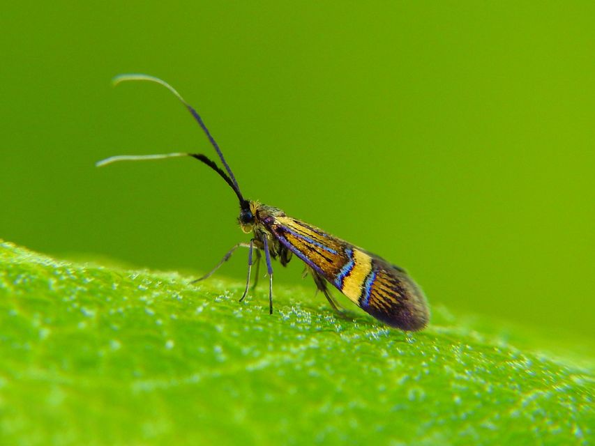Nemophora degeerella - pompás tőrösmoly