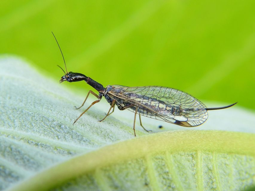 Raphidioptera - Tevenyakú-fátyolkák