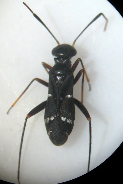 Globiceps sphaegiformis - kétpúpú mezeipoloska