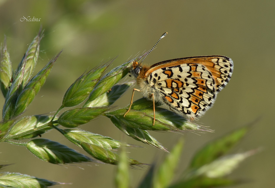 Melitaea cinxia - réti tarkalepke