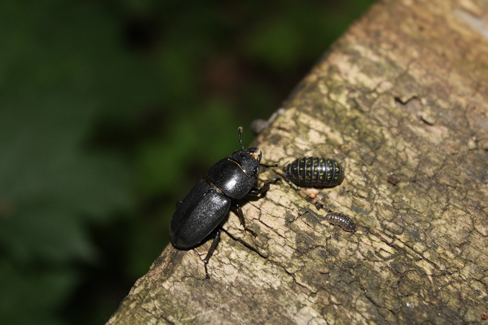 Dorcus parallelipipedus - kis szarvasbogár