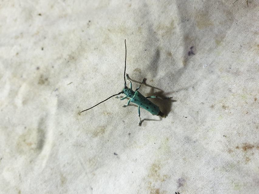 Saperda octopunctata - nyolcpontos cincér