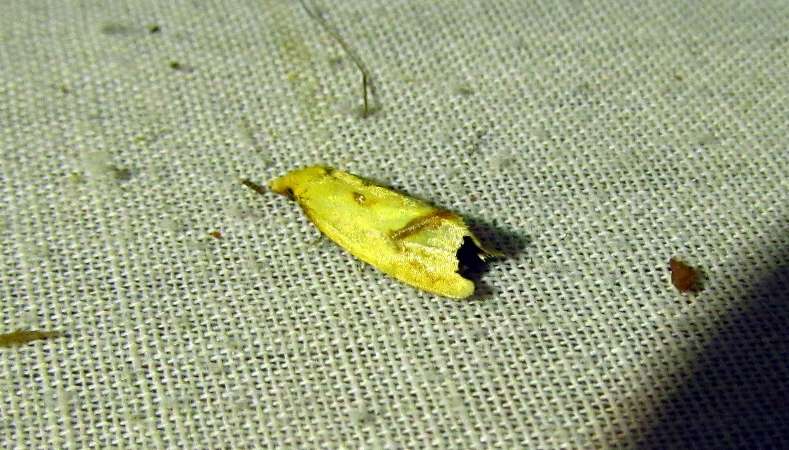 Agapeta hamana - közönséges sárgamoly