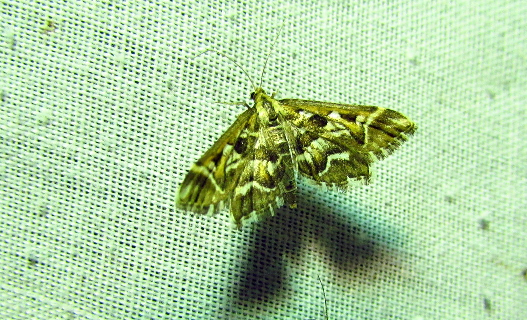 Diasemia reticularis - betűmintás tűzmoly