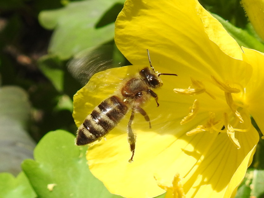 Apis mellifera - háziméh