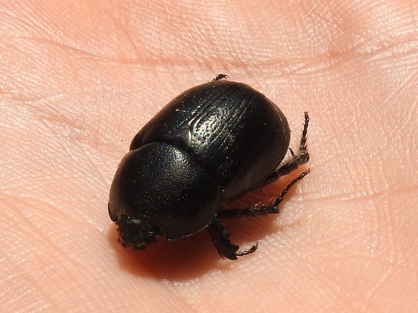 Pentodon idiota - butabogár
