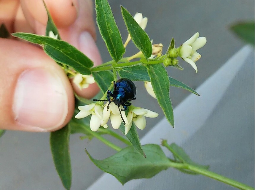 Chrysochus asclepiadeus - tündöklő méreggyiloklevelész