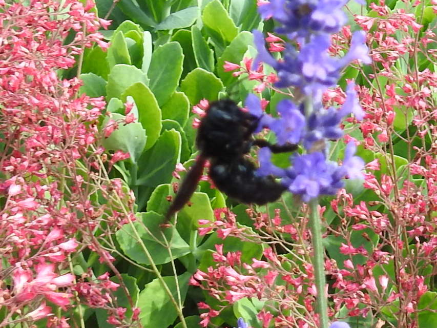 Xylocopa