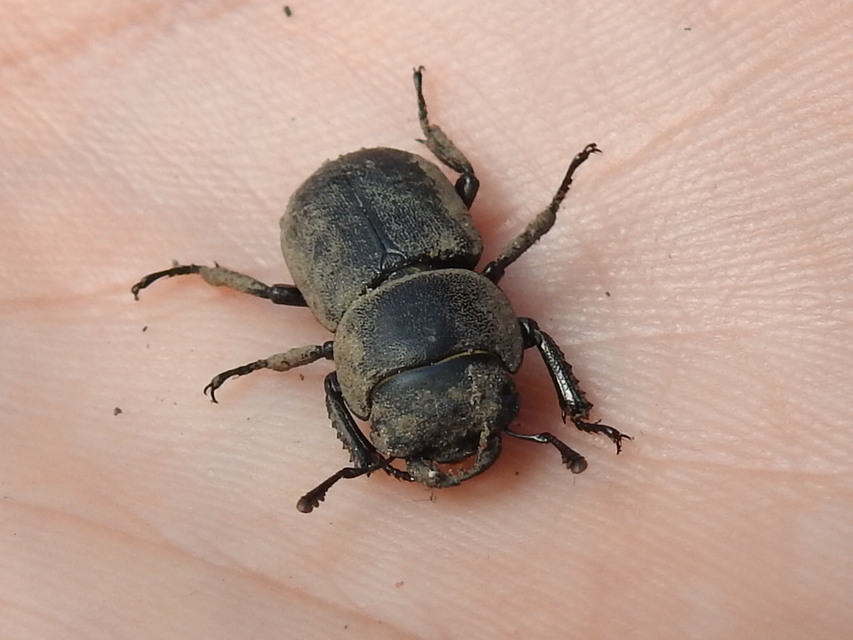 Dorcus parallelipipedus - kis szarvasbogár