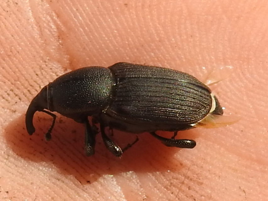 Sphenophorus