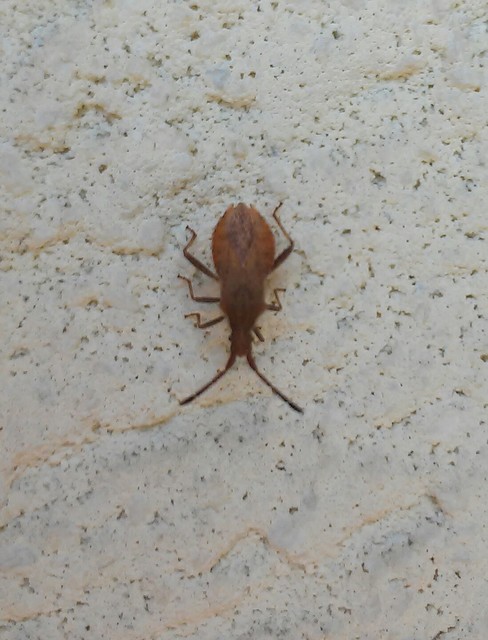 Coriomeris