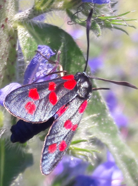 Zygaena filipendulae - acélszínű csüngőlepke