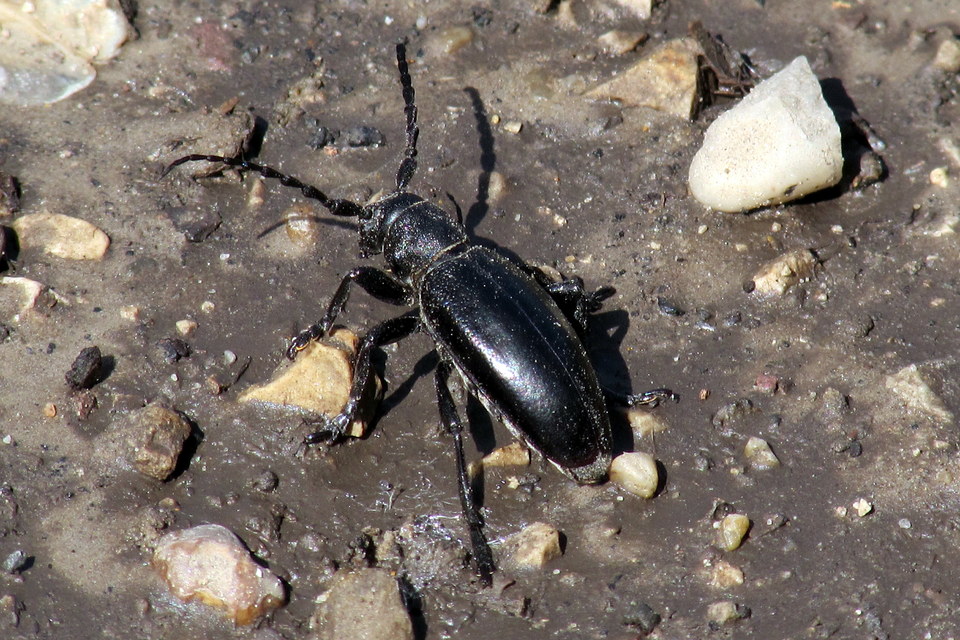 Dorcadion aethiops - fekete gyalogcincér