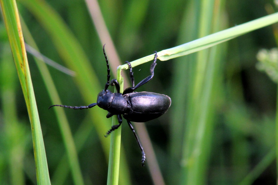 Dorcadion aethiops - fekete gyalogcincér