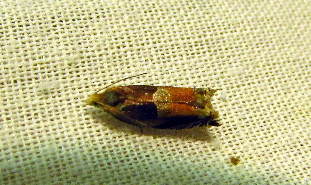 Ancylis mitterbacheriana - tölgysodró horgasmoly
