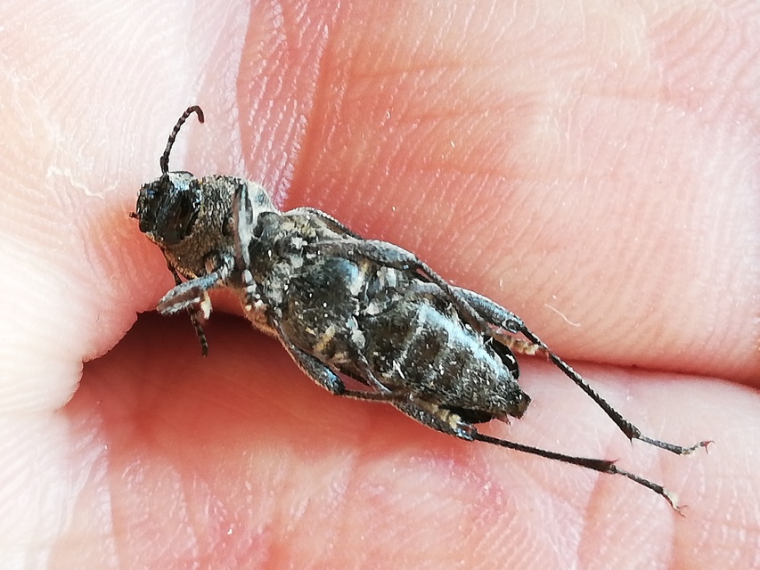 Xylotrechus rusticus - egérszínű darázscincér