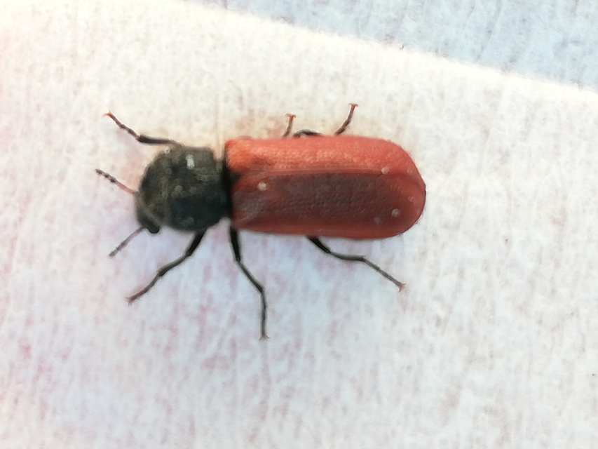 Bostrichus capucinus - piros csuklyásszú