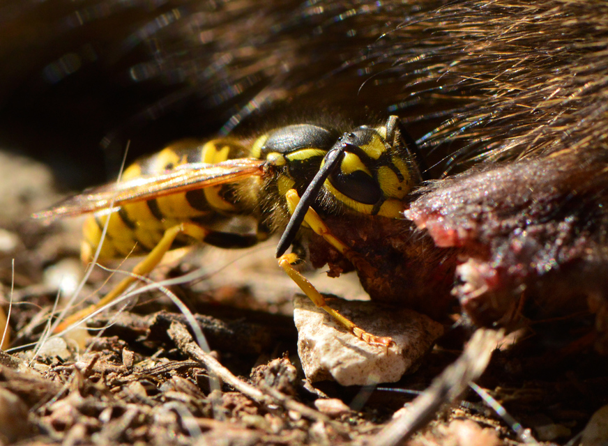 Vespula