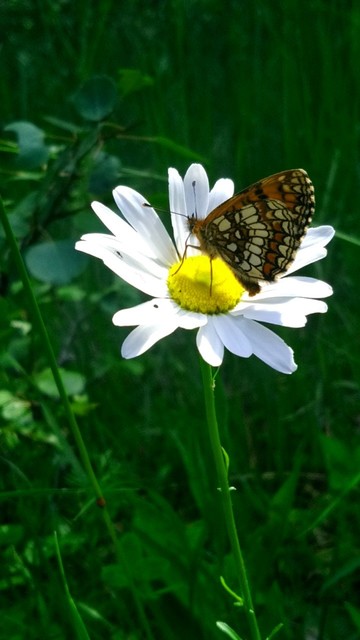 Melitaea athalia - közönséges tarkalepke