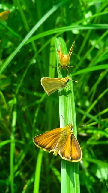 Thymelicus lineola - vonalas busalepke