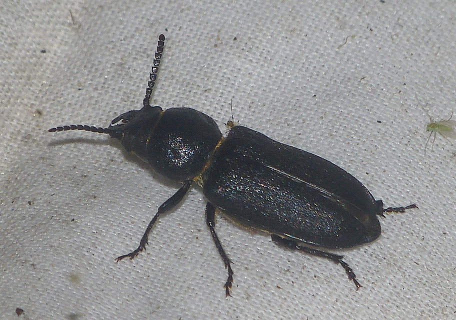 Spondylis buprestoides - erdei félcincér