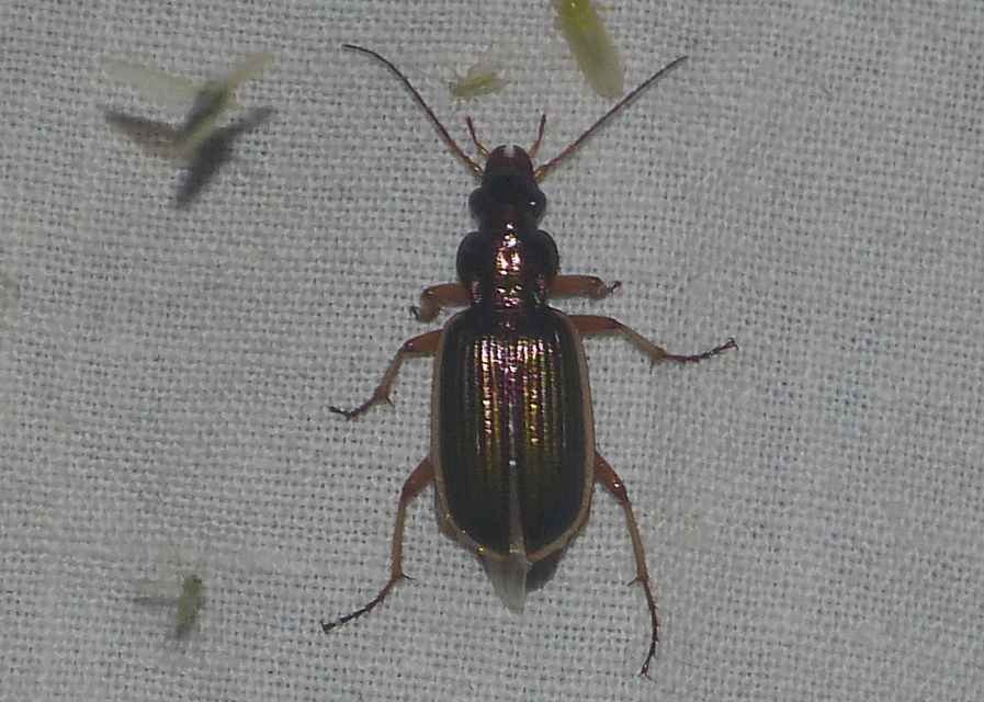 Chlaenius spoliatus - csupasz bűzfutó
