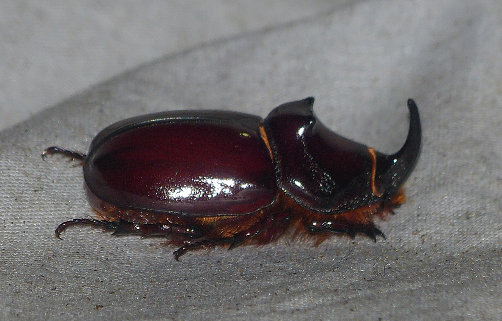 Oryctes nasicornis - orrszarvú bogár